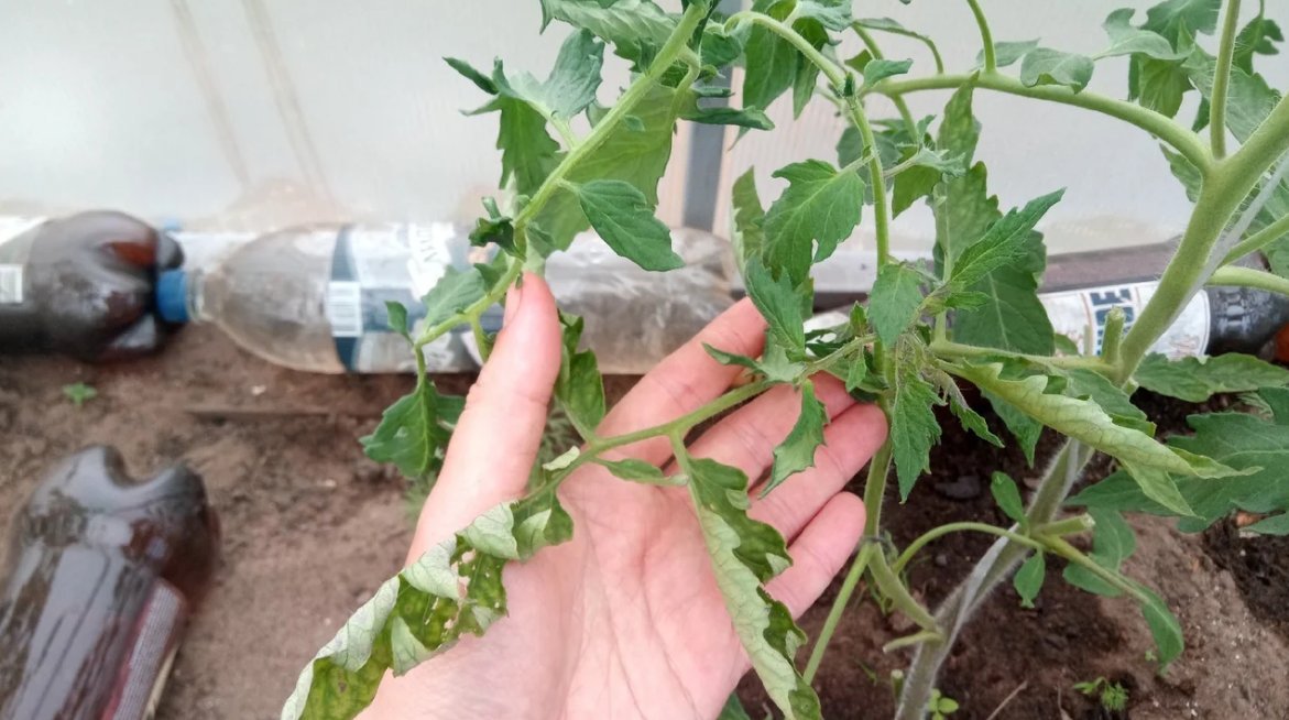 Почему у помидоров скручиваются листья вверх : 5 причин