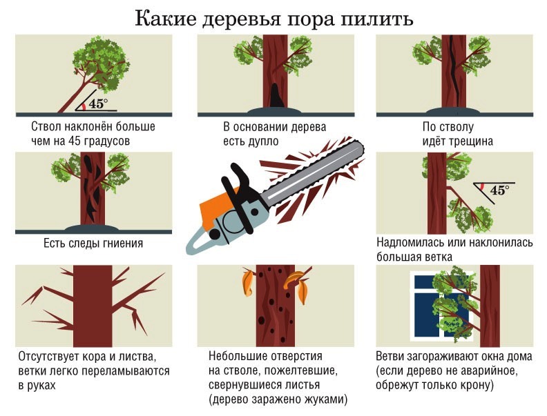 Может ли соседка спилить дерево на моем участке?