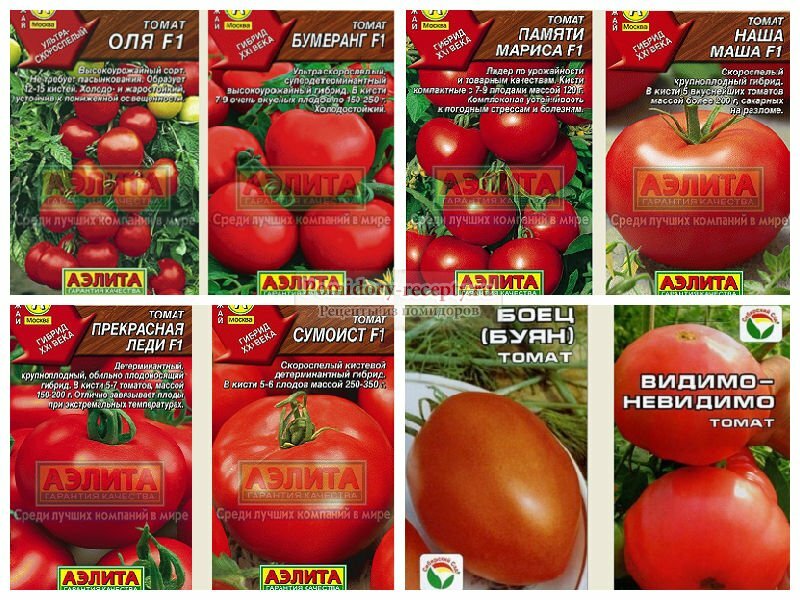 Как выбрать низкорослые помидоры для теплиц: детальная инструкция - теплицы + парники своими руками