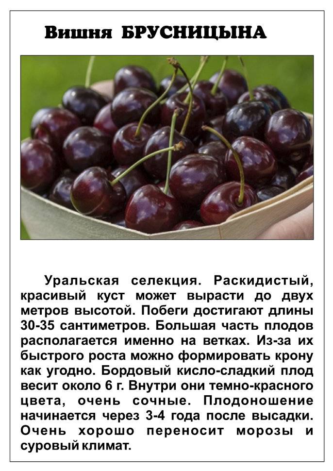 Полная характеристика и описание вишни сорта молодежная, посадка и уход