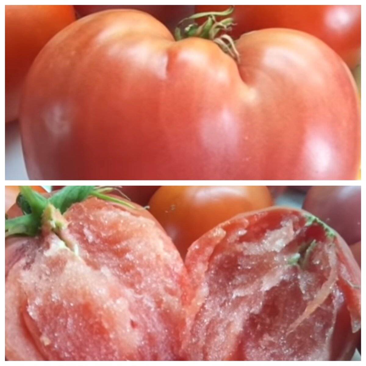 помидоры сибирские фото
