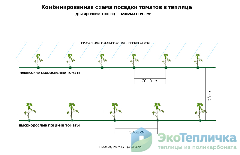 Расстояние между перцами при посадке в теплице схема