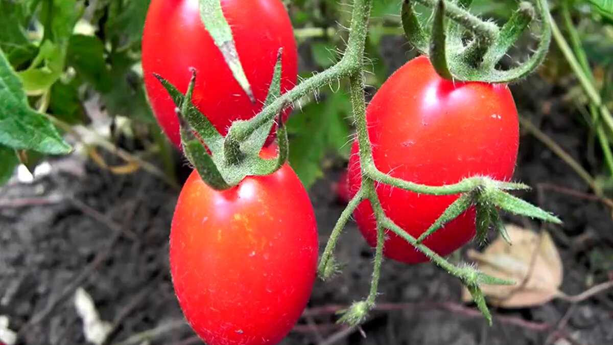 Какие помидоры лучше всего сажать в теплице