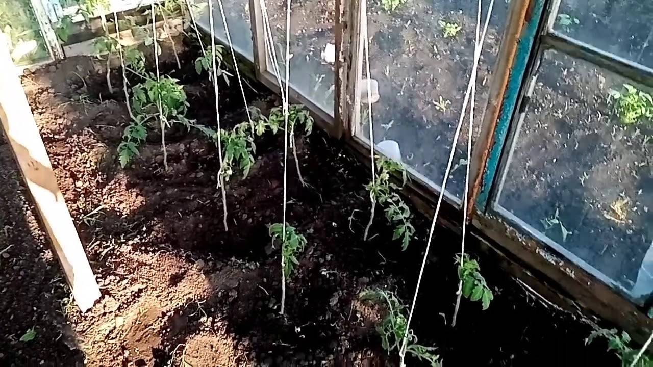 Способы подвязки помидоров в теплице и открытом грунте