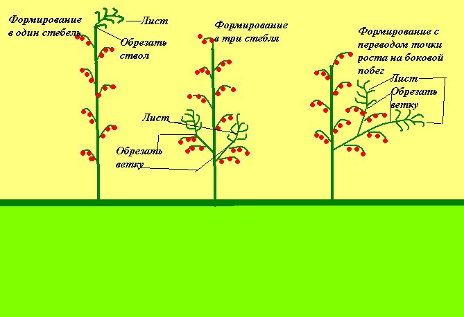 Схема удаления пасынков у томатов в теплице фото