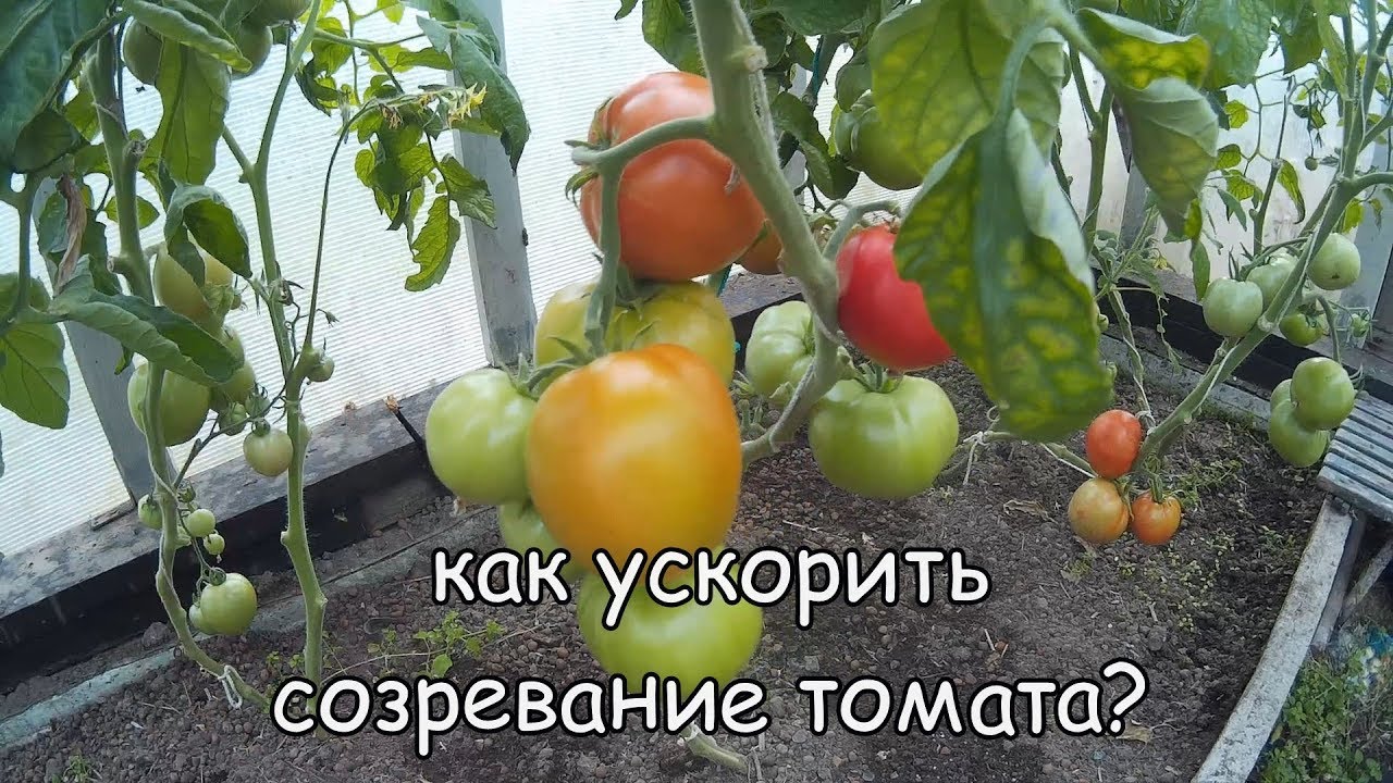 Почему не завязываются помидоры в теплице: томаты цветут а завязи нет