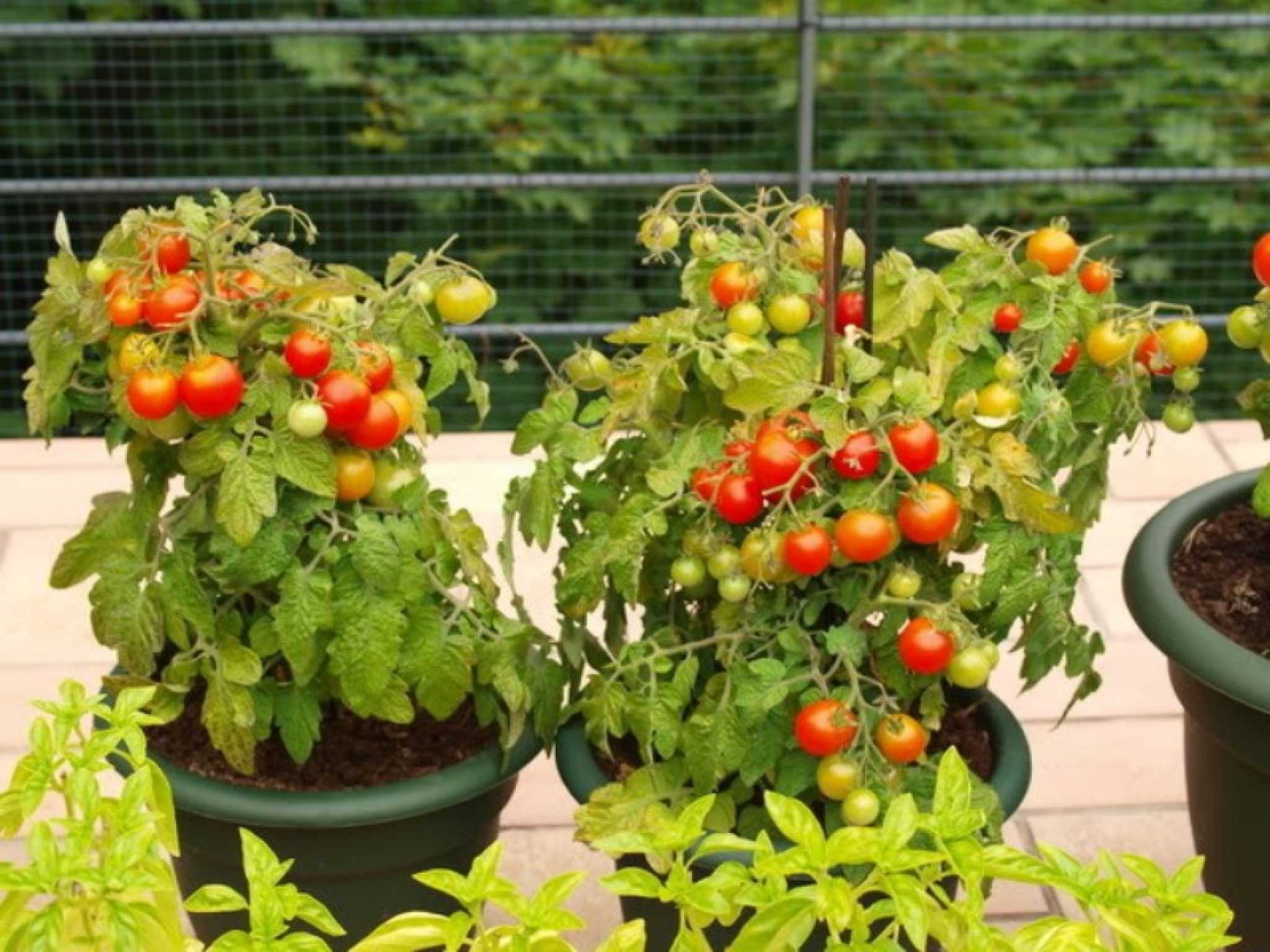 Лучшие сорта томатов для выращивания на подоконнике или балконе. как посадить и вырастить помидоры на балконе: лучшие сорта и пошаговая инструкция