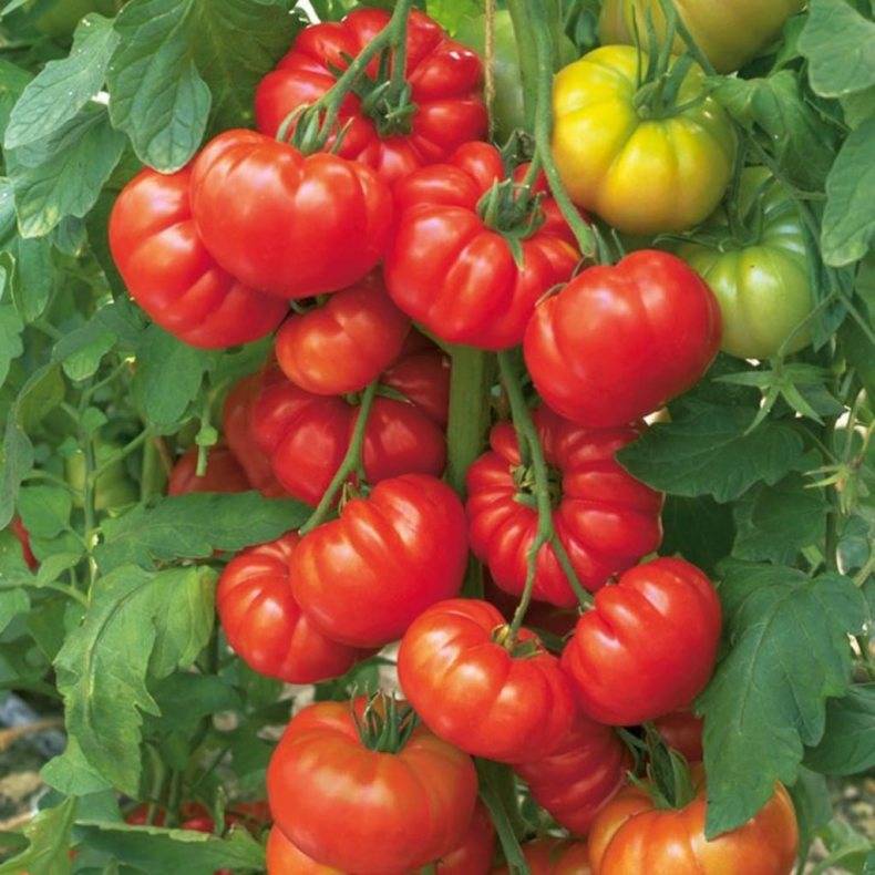 Желтые сорта томатов: самые сладкие, вкусные и урожайные, описание с фото, отзывы, ранние, черри, для открытого грунта и теплицы