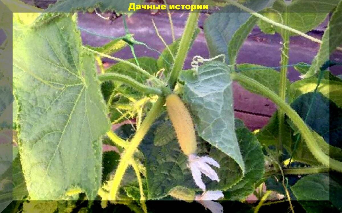 Желтеют завязи на огурцах: что делать