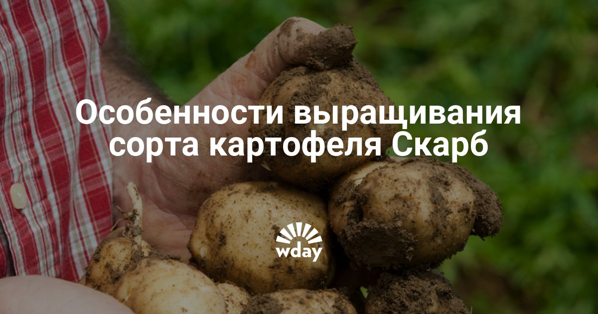 Картофель cкарб: характеристика и описание сорта, выращивание и уход