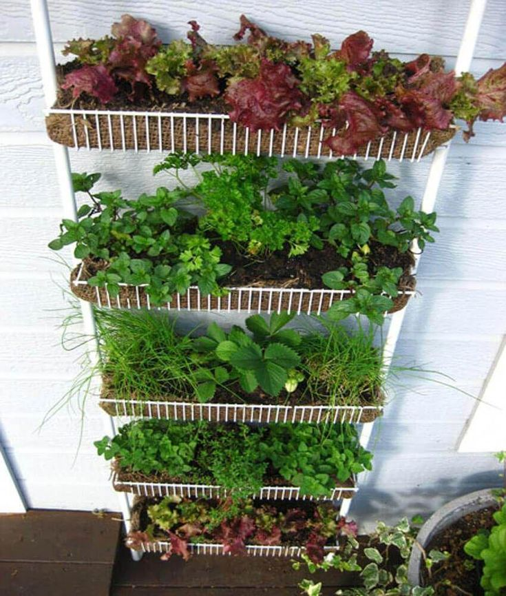 Огород на балконе своими руками: как устроить и что посадить