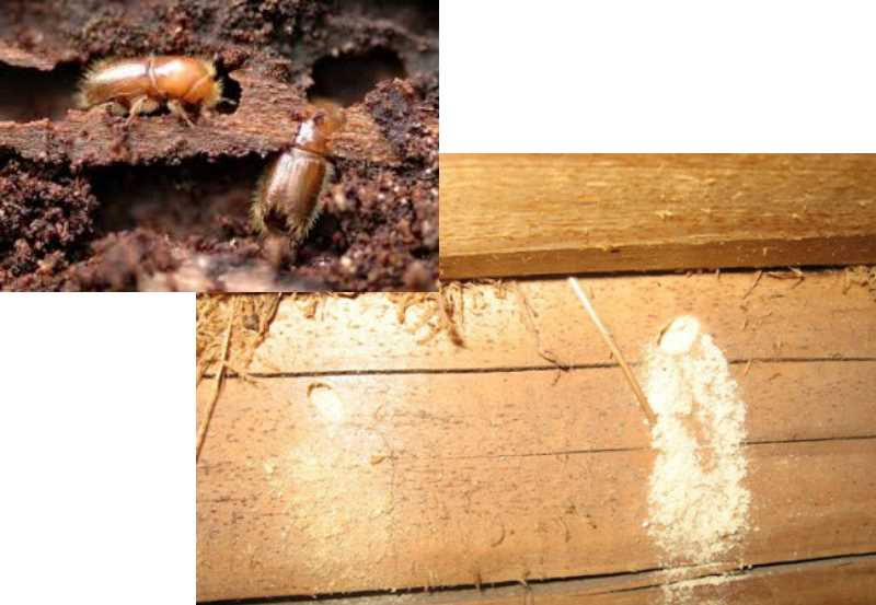 Как вывести муравьев из бани и не допустить их повторного появления. как избавиться от муравьёв в бане