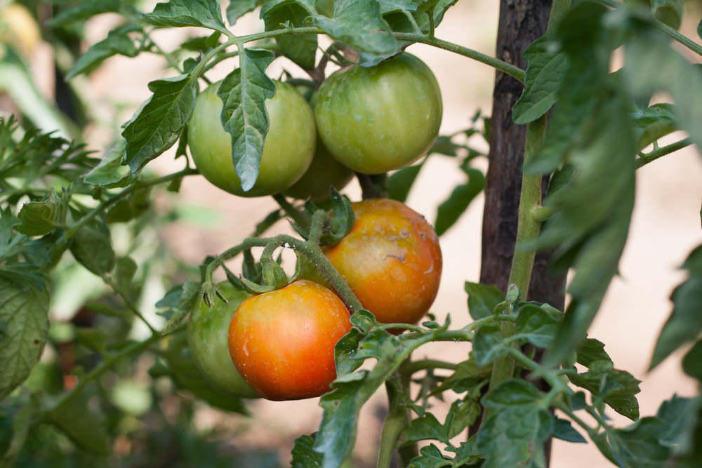 15 способов ускорить созревание томатов