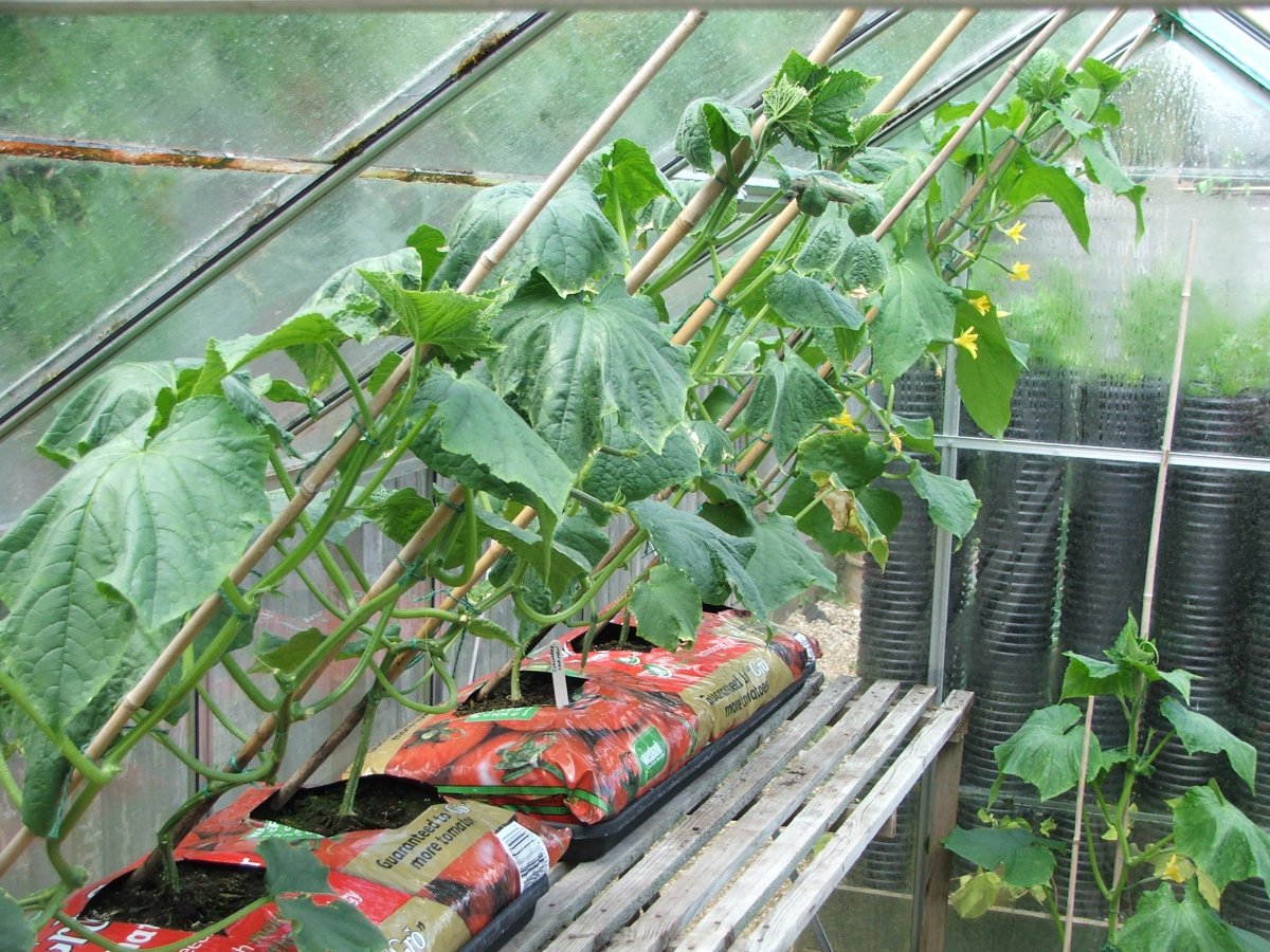Выращивание ранней зелени и овощей в теплице