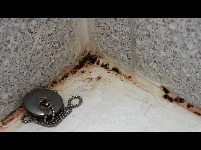 Грибок в ванной комнате: как удалить и чем вывести своими руками, как избавиться от плесени в душевой кабине - средства для удаления
