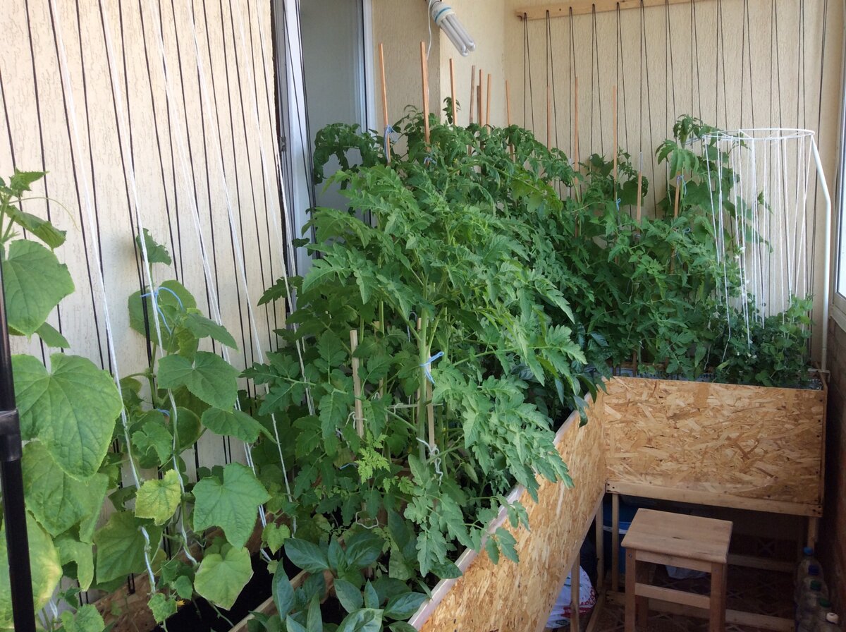 Выращивание овощей на балконе своими руками, мини-огород