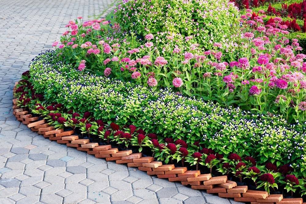 Какие низкорослые цветы посадить в клумбу, чтобы цвели все лето