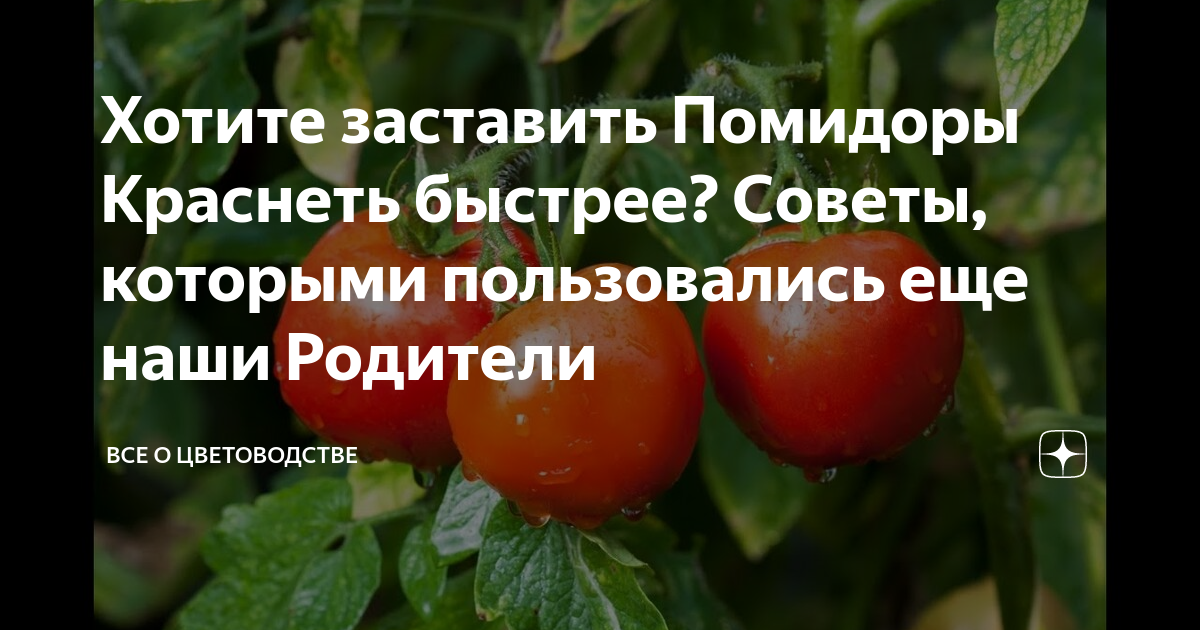 Как ускорить созревание томатов в теплице: простые решения