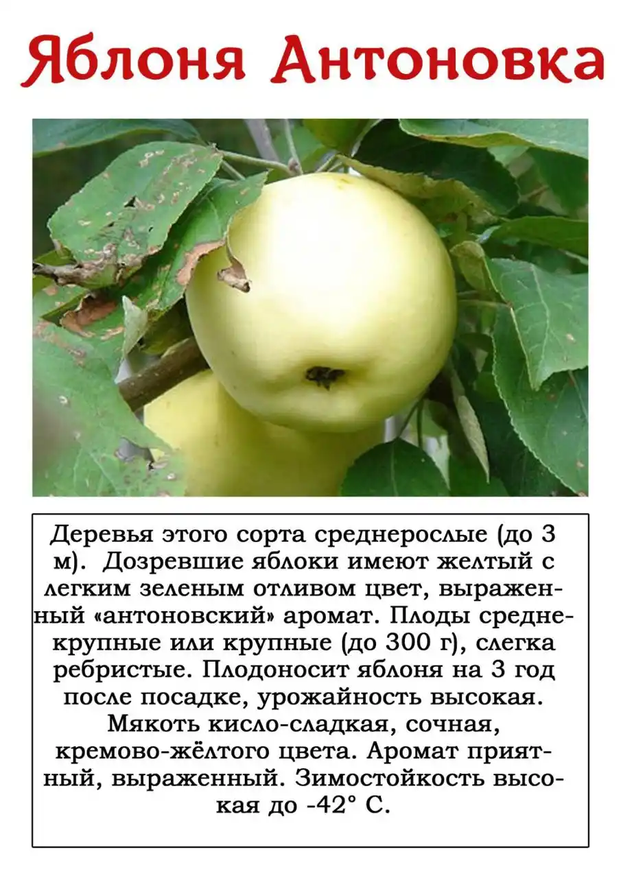 Летние сорта яблонь. описание, фото, мои отзывы, сравнительная таблица