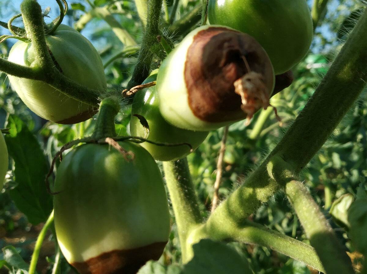 Как бороться с гнилью на помидорах в теплице проверенные методы