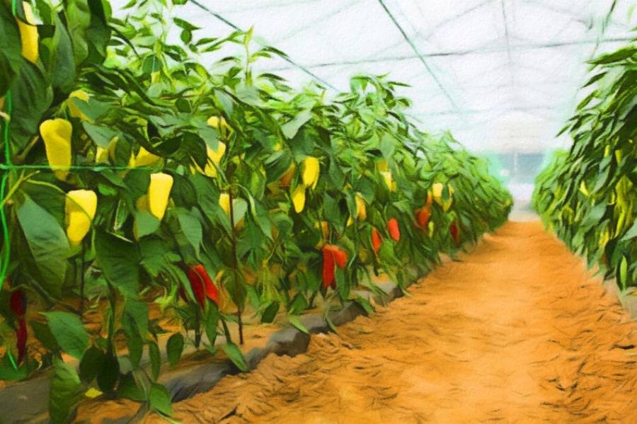 Как правильно выращивать болгарский перец в теплице: посадка и уход за растением