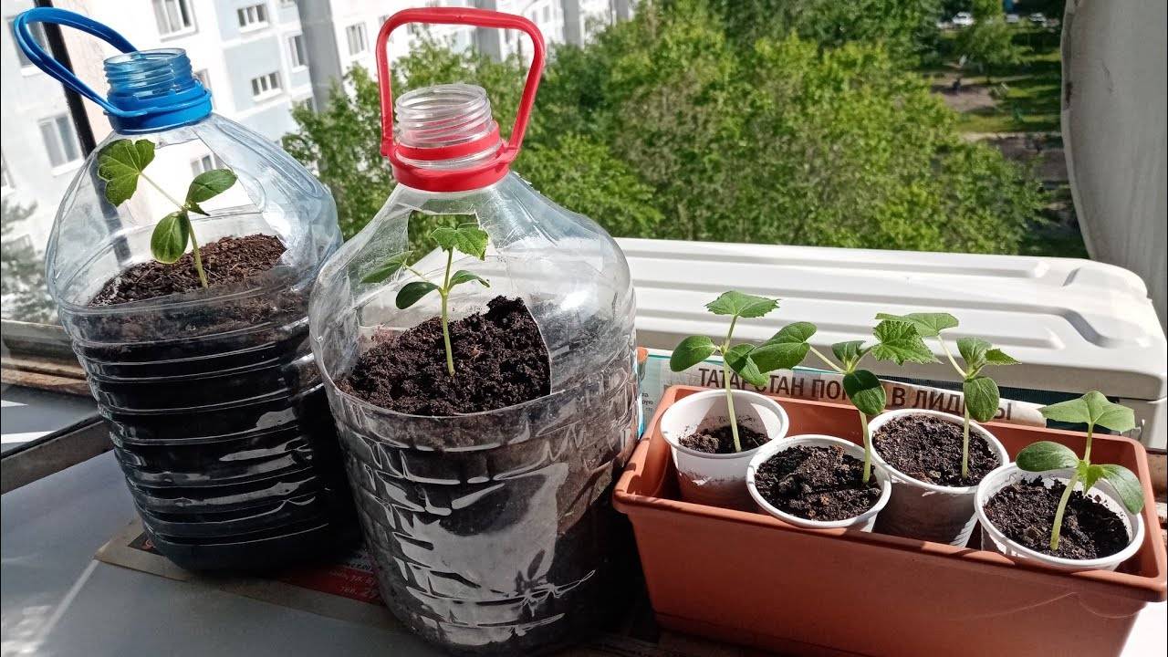 Выращивание огурцов в горшках на балконе для начинающих пошагово с фото