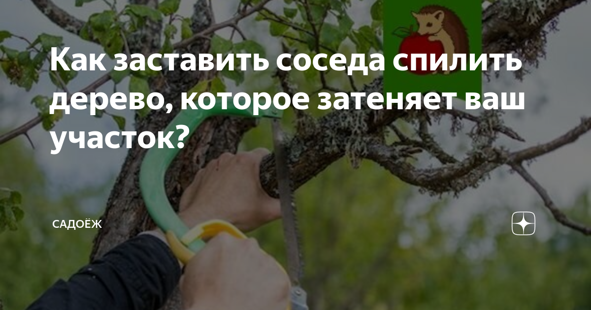 Что делать, если соседский участок зарос травой: законы и алгоритм действий для соседей