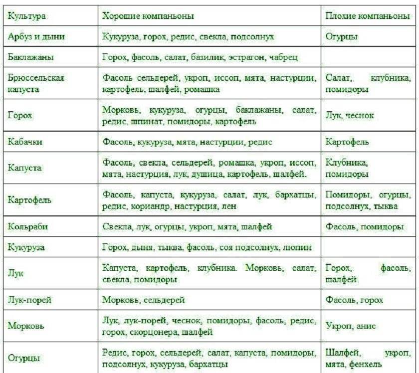 Что можно сажать рядом с огурцами в теплице и на грядке в 2023 году на гудгрунт