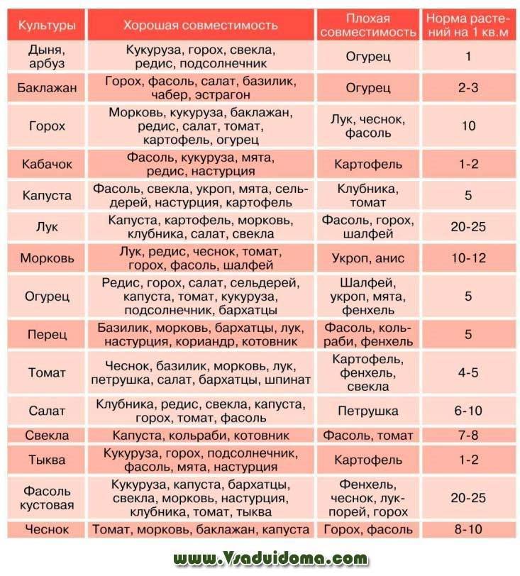 Удачное соседство: что можно сажать рядом с огурцами