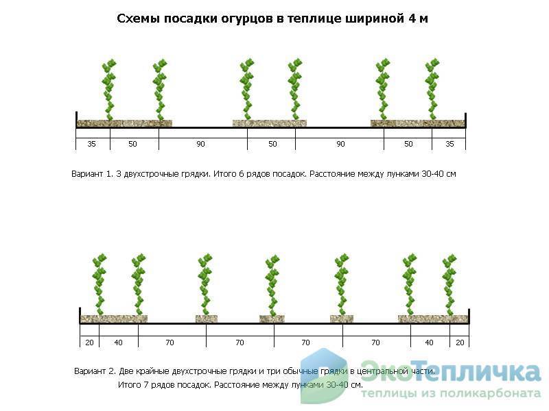 На каком расстоянии сажать помидоры в теплице? — как сажать помидоры в теплице на каком расстоянии