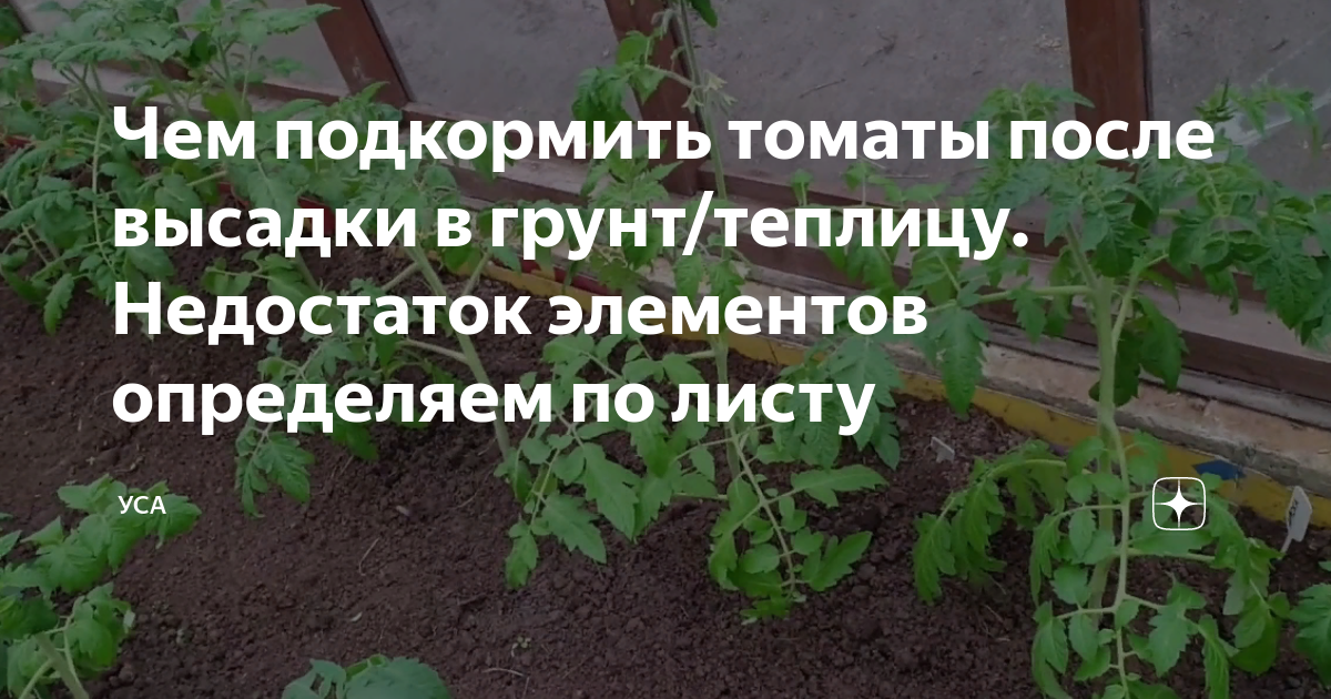 Подкормка томатов – в теплице, после высадки в грунт, во время цветения, плодоношения