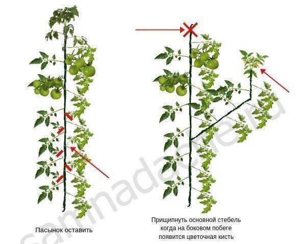 Как пасынковать и прищипывать помидоры в теплице и в открытом грунте