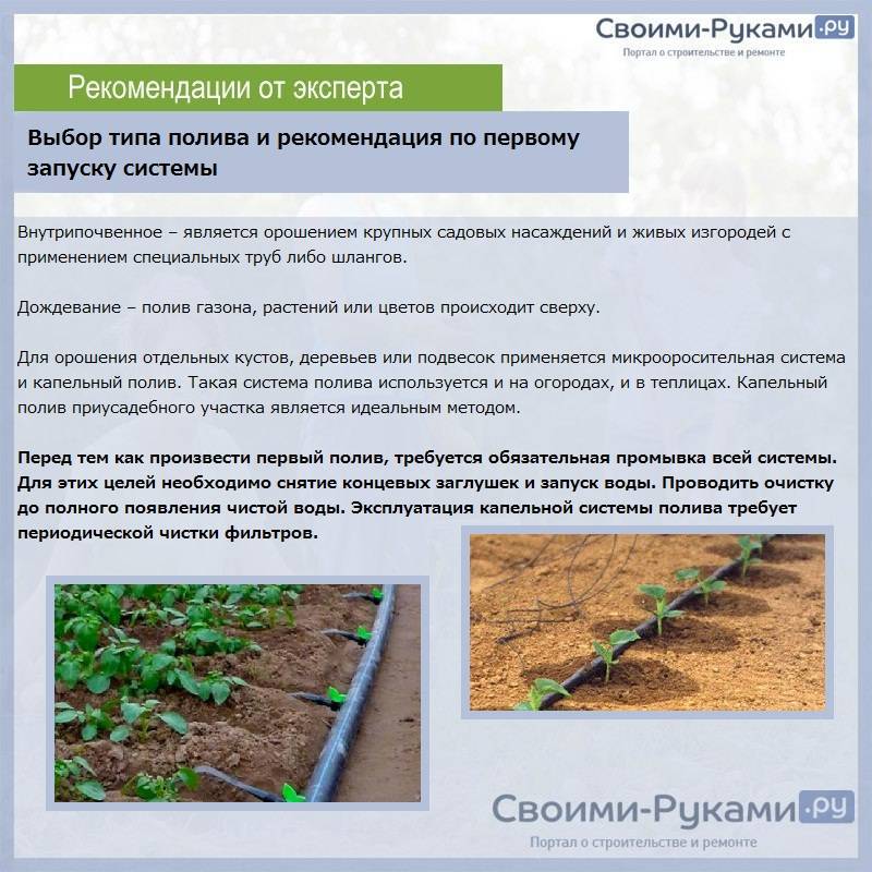 Полив помидор в теплице из поликарбоната: как часто и когда