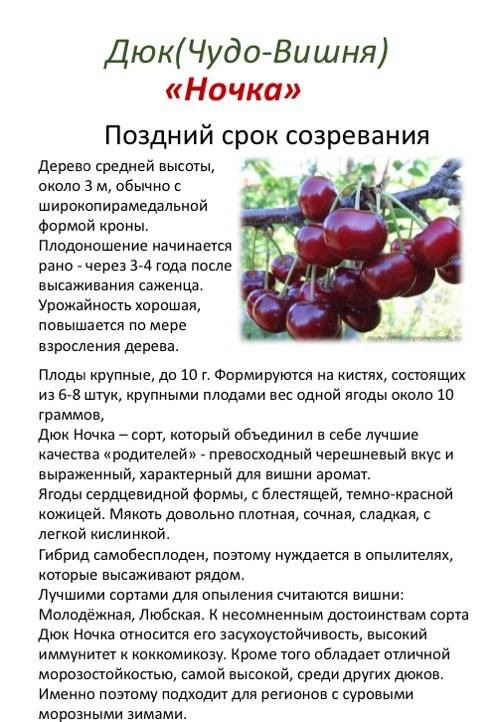 Описание сорта вишни владимирская
