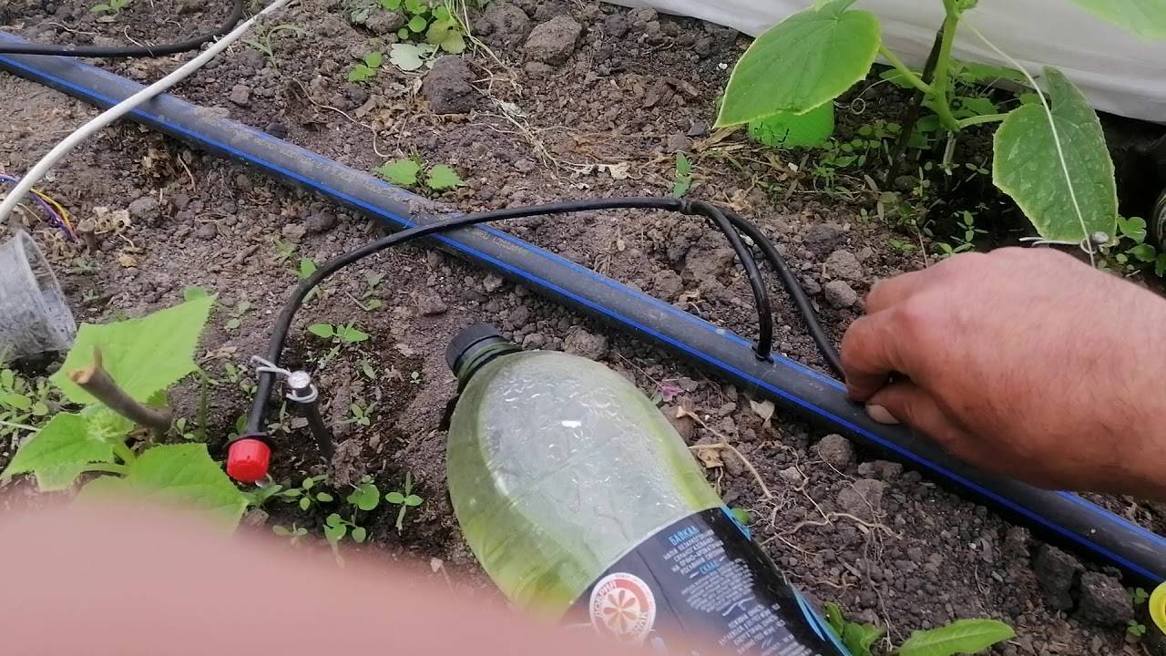 Автоматический капельный полив в теплице