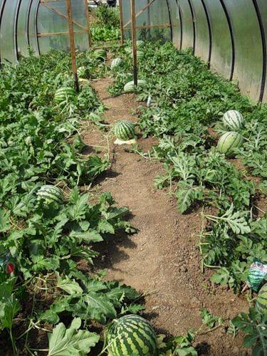 Выращивание арбузов в теплице из поликарбоната в сибири и на урале в 2023 году на гудгрунт