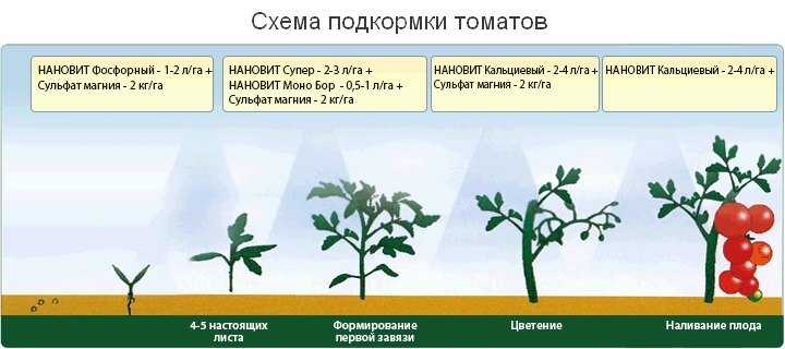 Подкормка помидоров в теплице: график, виды удобрений