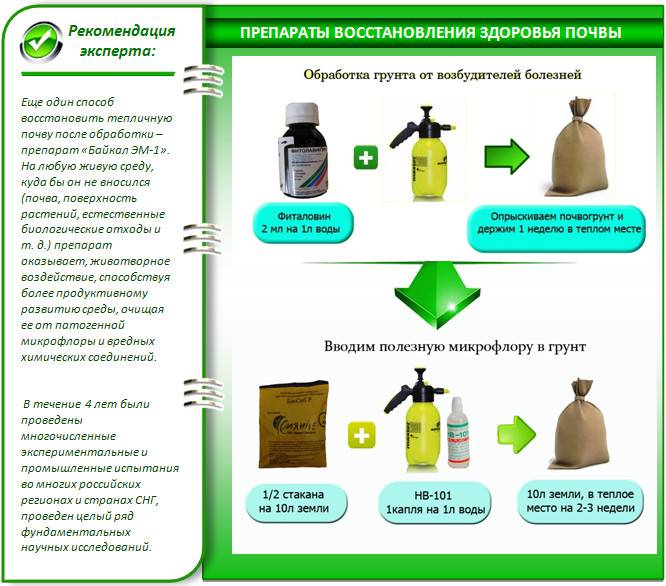 Чем обработать теплицу весной от вредителей и болезней