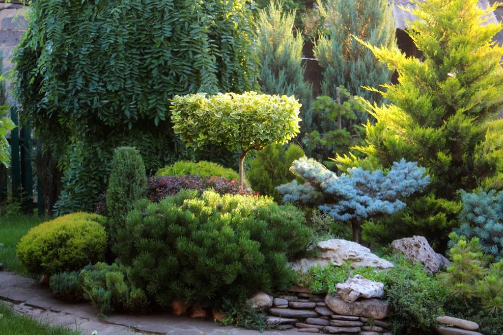 Каталог хвойных растений для вашего сада (75+ фото) +отзывы