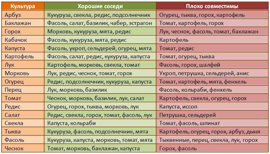 Что посадить вместе с огурцами в теплице: совместимость с другими овощам