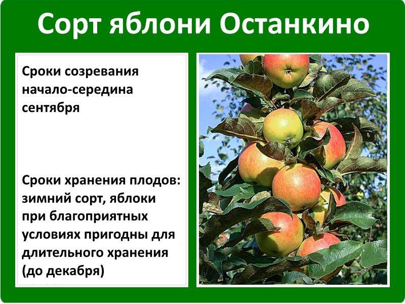 Яблоня колоновидная президент: описание и характеристики сорта, фото, сроки созревания яблок, отзывы садоводов