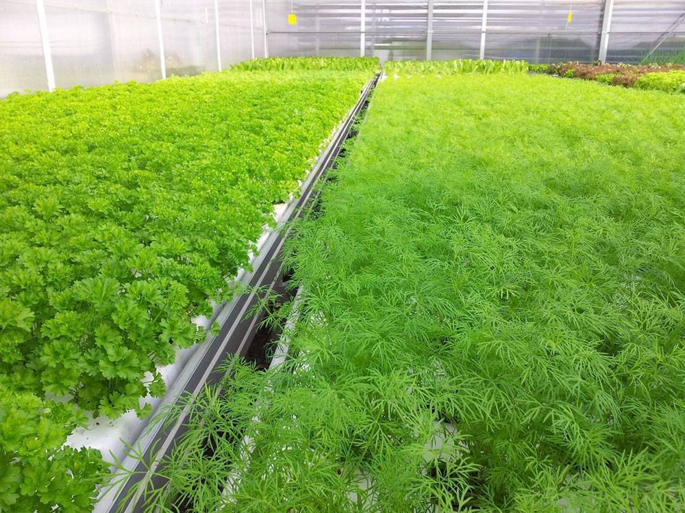 Выращиваем зелень на продажу (июнь 2023) — vipidei.com
