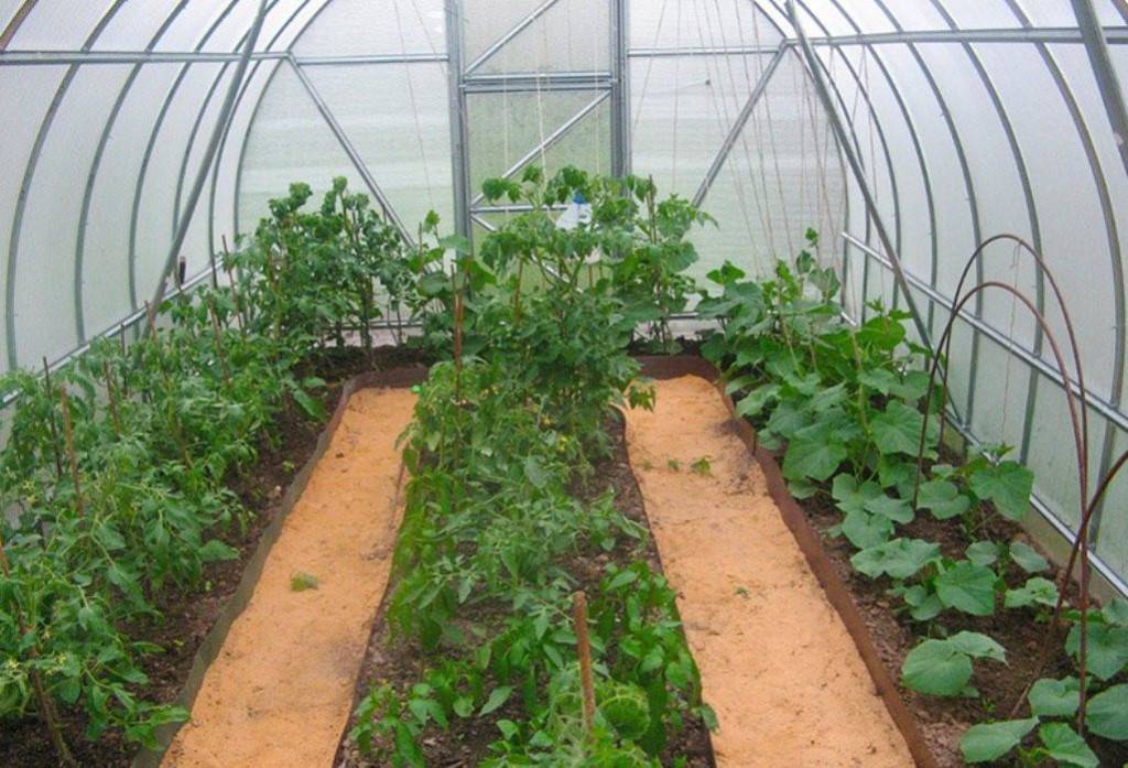 Как посадить помидоры и огурцы в одной теплице, можно ли сажать
