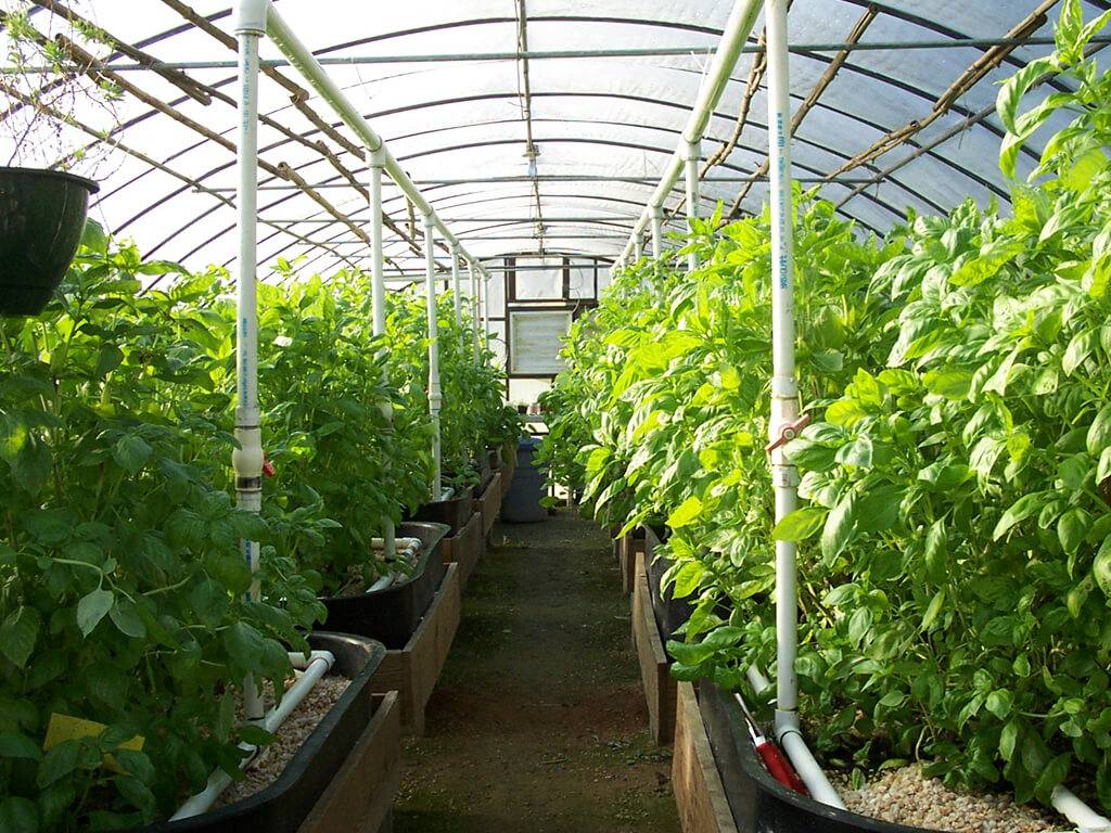 Выращивание овощей в теплицах: основные правила