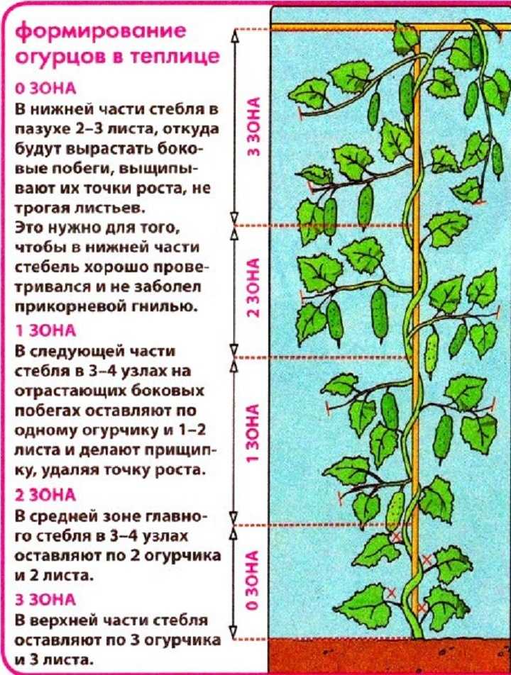 Формирование огурцов в один стебель в теплице: инструкция selo.guru — интернет портал о сельском хозяйстве
