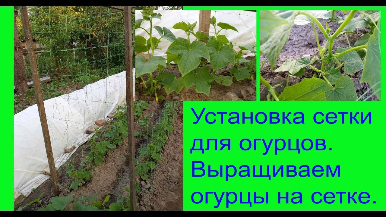 Все по правилам: посадка огурцов в теплице