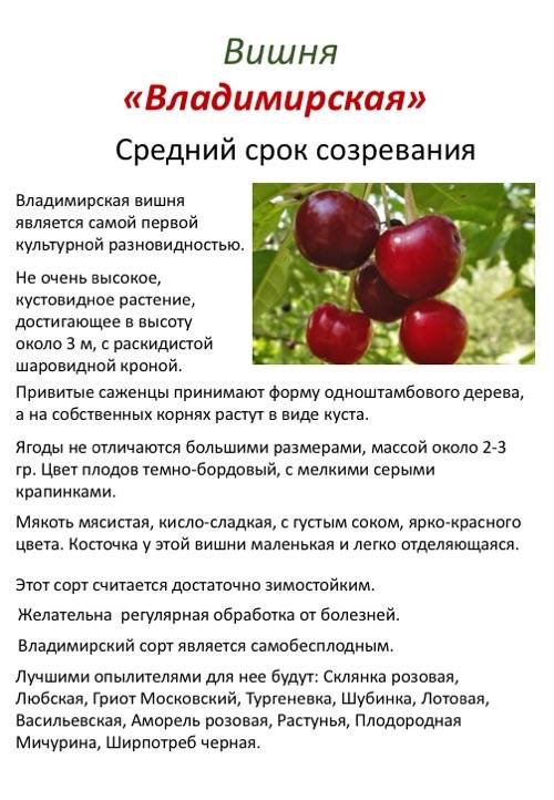 Владимирская — старинный сорт вкусной вишни