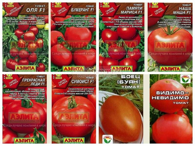 Ранние сорта томатов для теплицы самоопыляемые