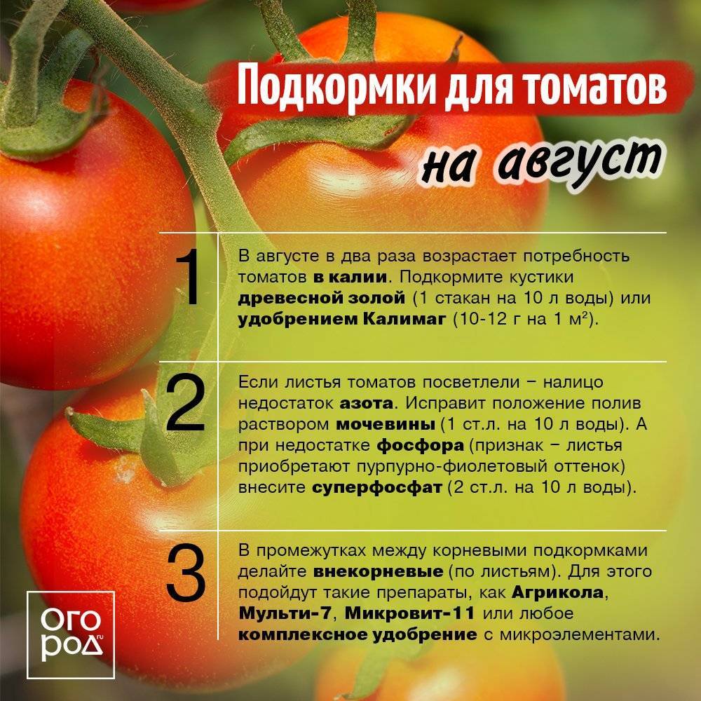 Почему не зреют помидоры, как ускорить созревание