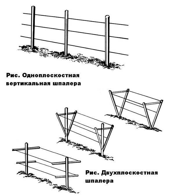 Шпалера для винограда своими руками + видео
